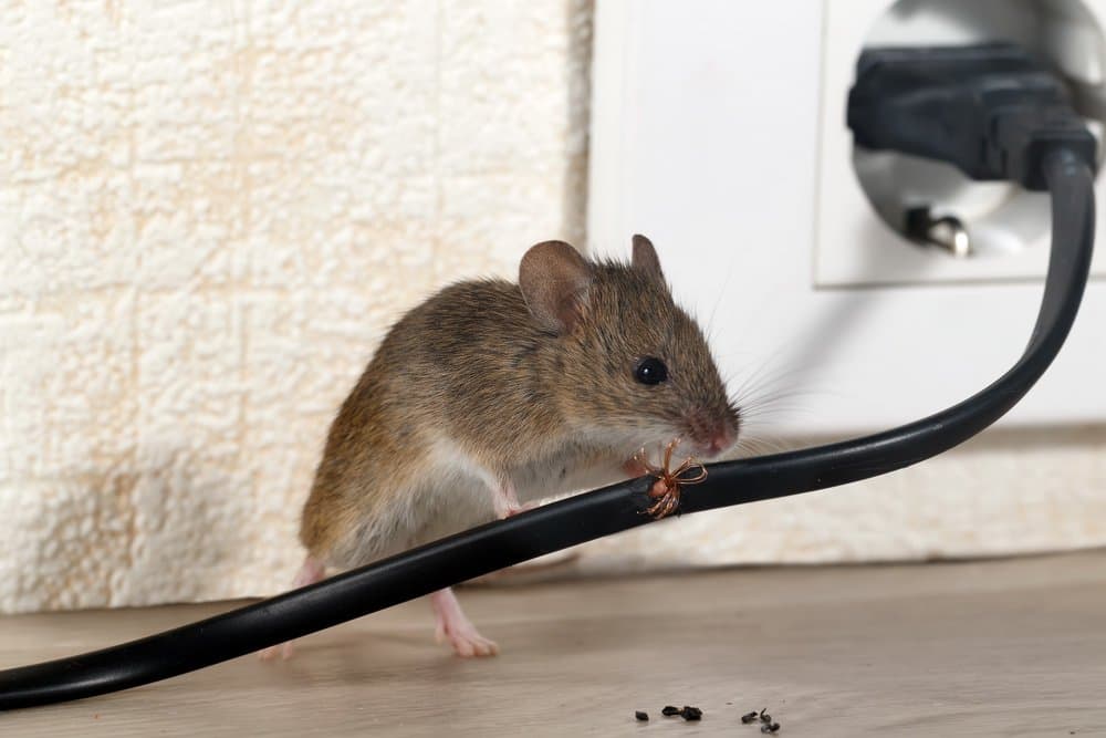 Do ultrasonic pest repellers work on mice?