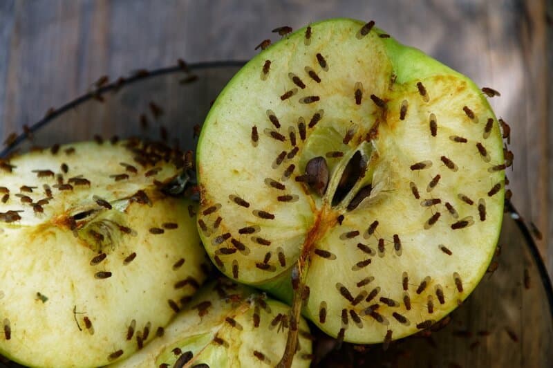 Do Bug Zappers Work on Fruit Flies?