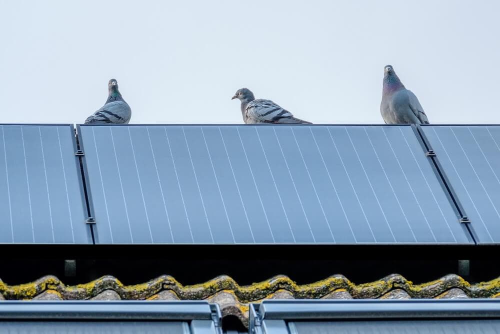 Will Ultrasonic Repellent Affect Birds?