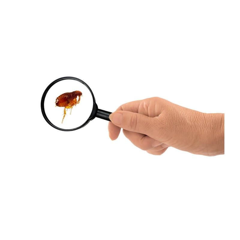 Do Bug Zapper Kill Fleas?