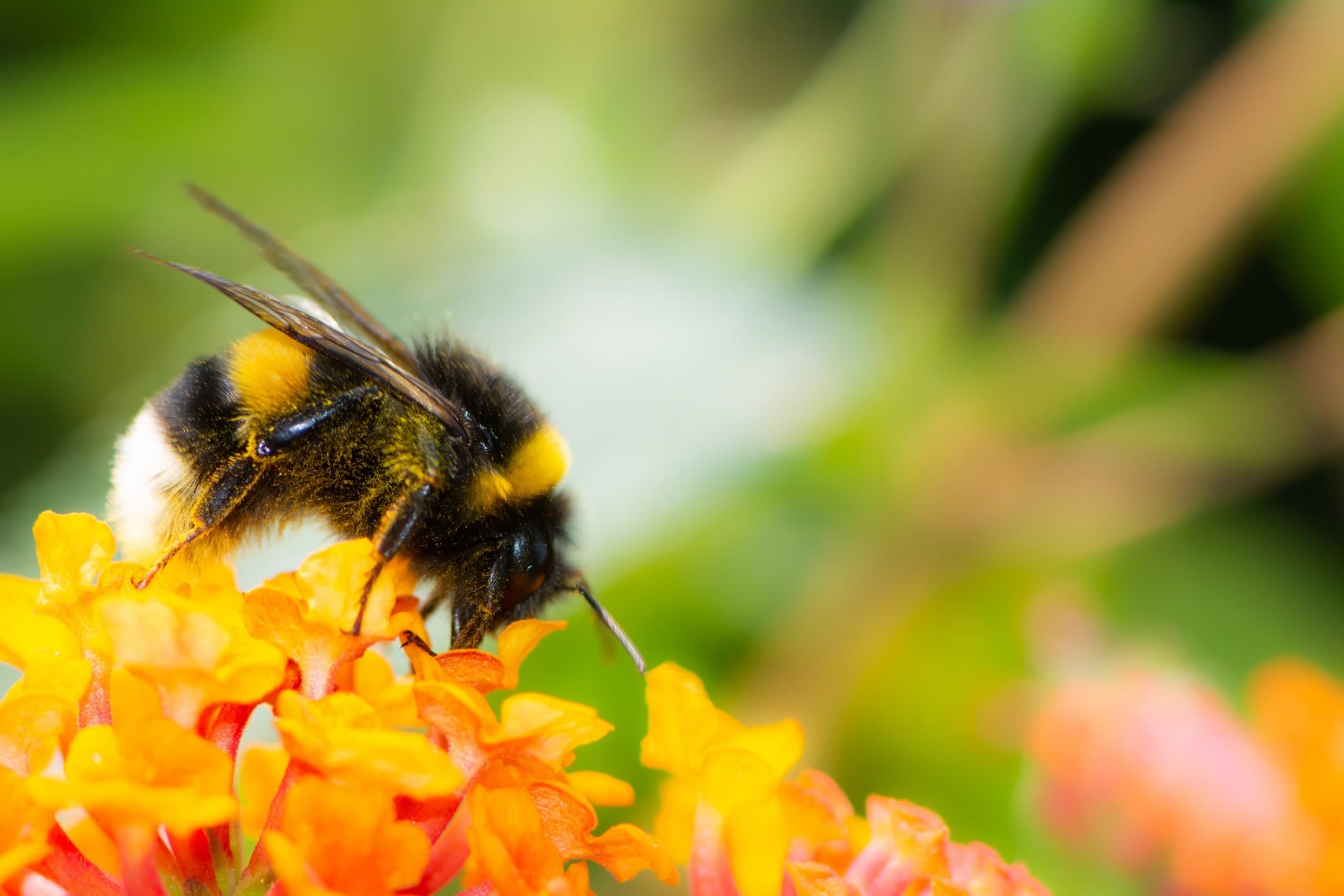 Do bug zappers work on bees?