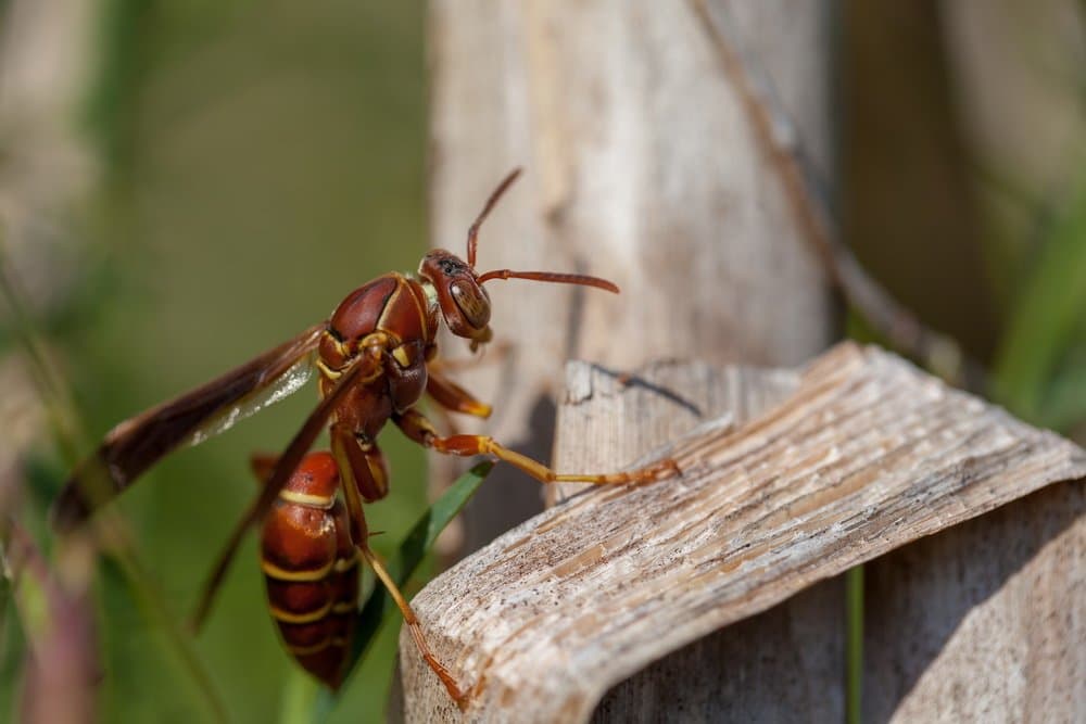 Do bug zappers work on wasps?