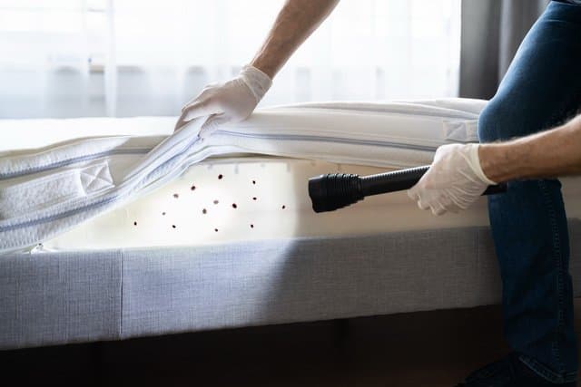 do flea trap work for bed bugs