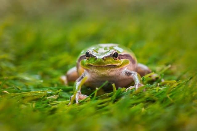 frogs