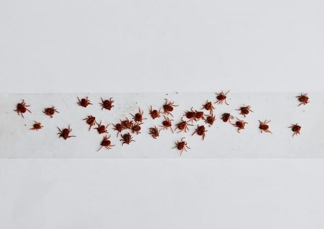 Do Sticky Traps Work For Fleas?