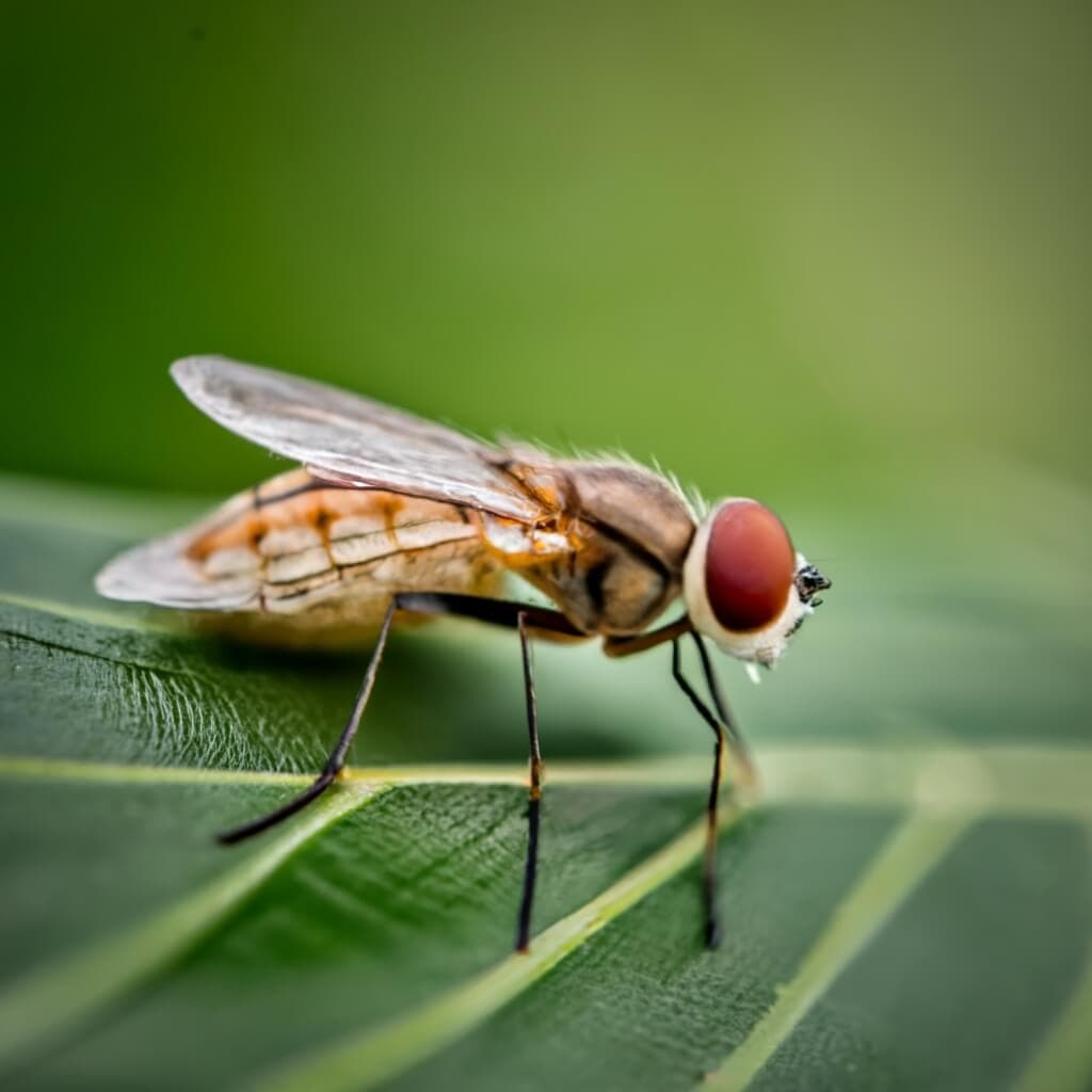 Are deer flies attracted to bug zappers?