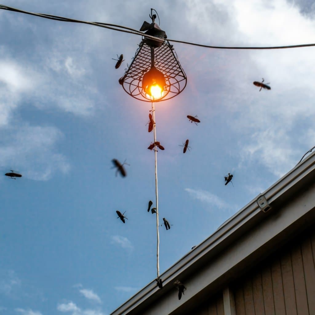 Does a Bug Zapper Have to Be Hung High? An In-Depth Look