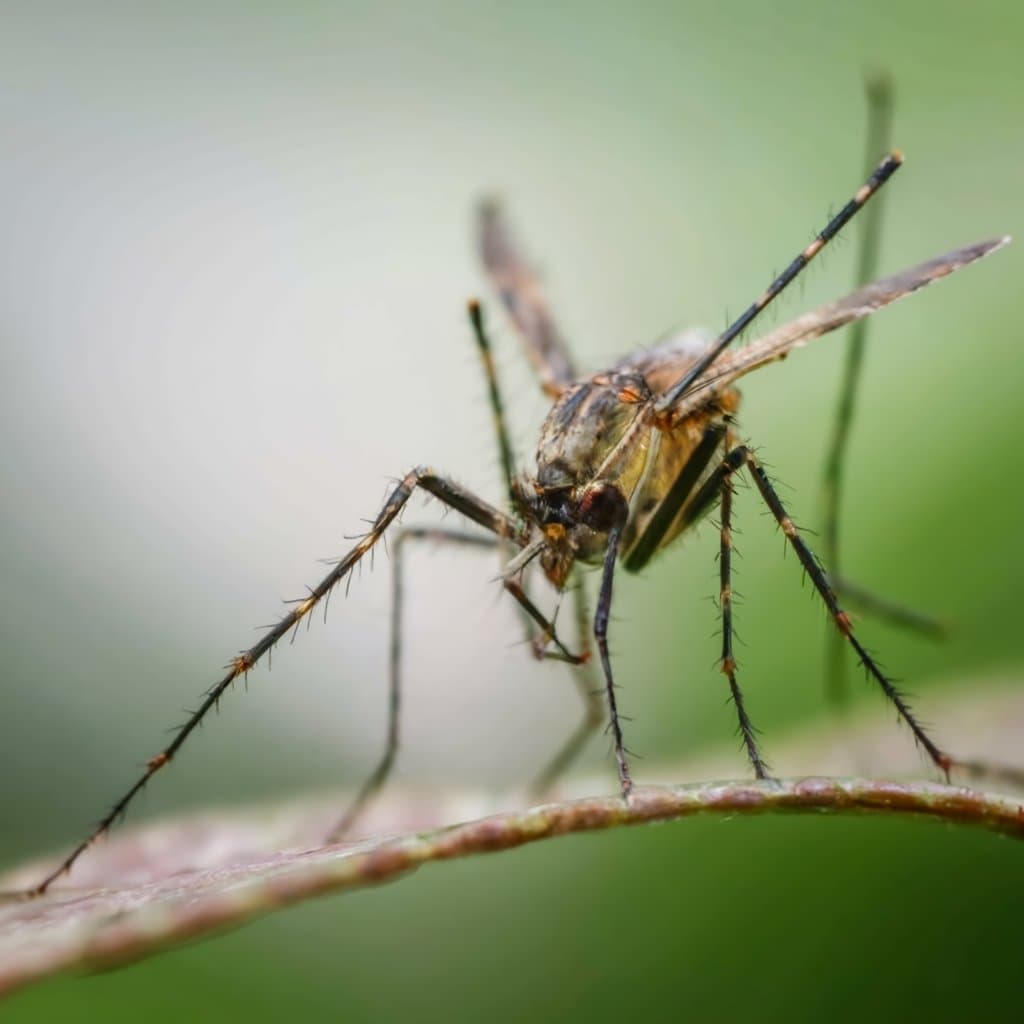 What frequency do mosquitoes hate?