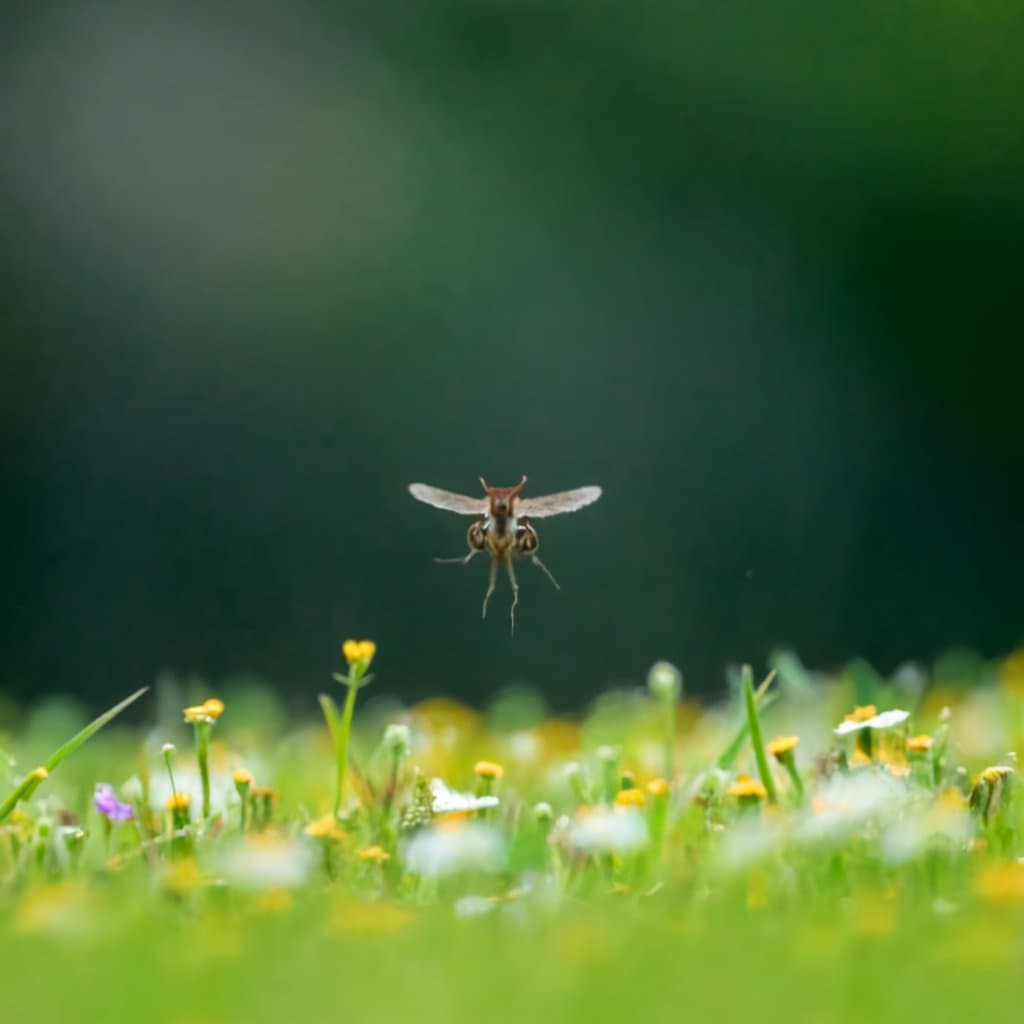 What Time of Day Are Deer Flies Most Active?