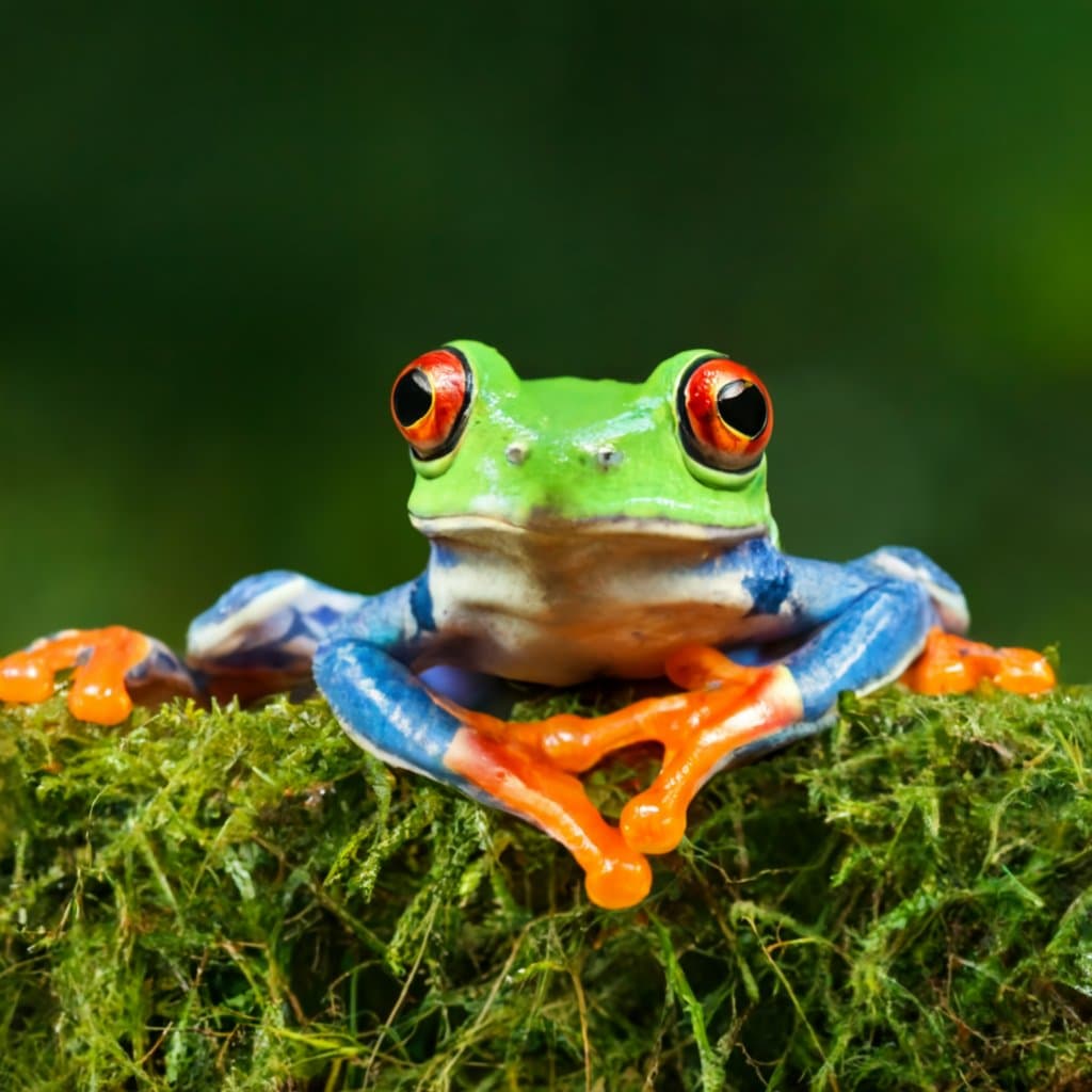What plants repel frogs?