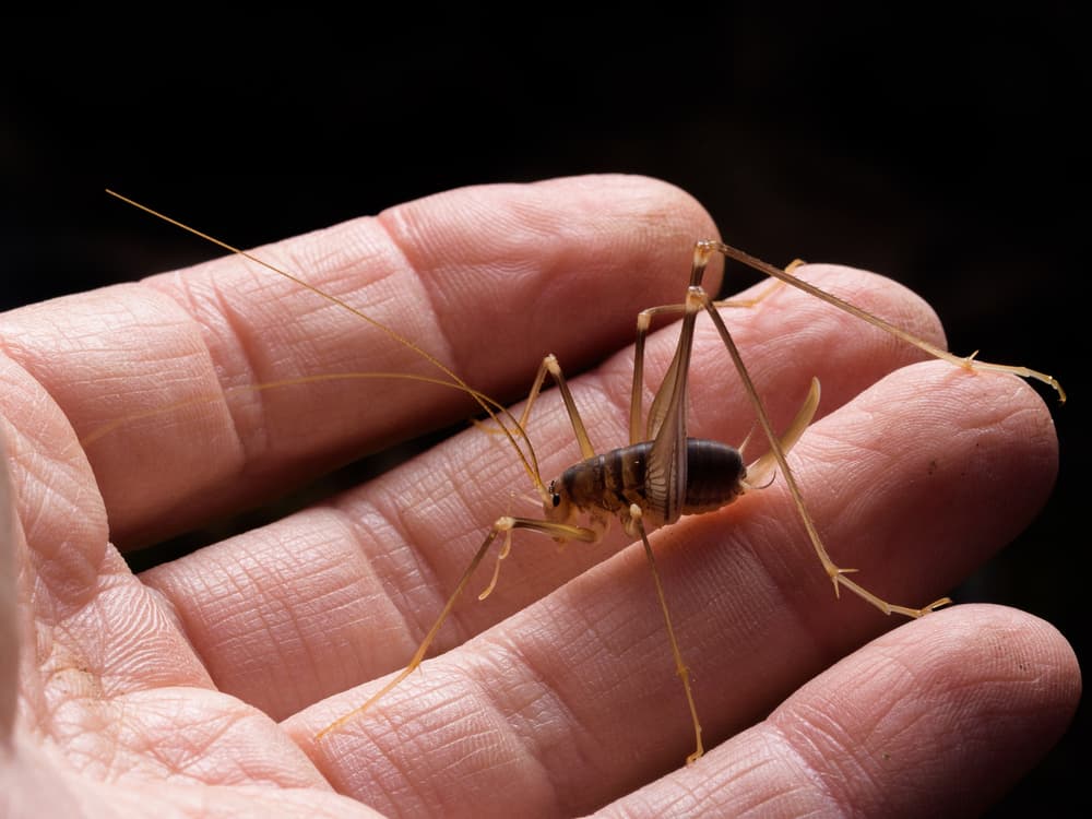 What Scents Do Crickets Hate?