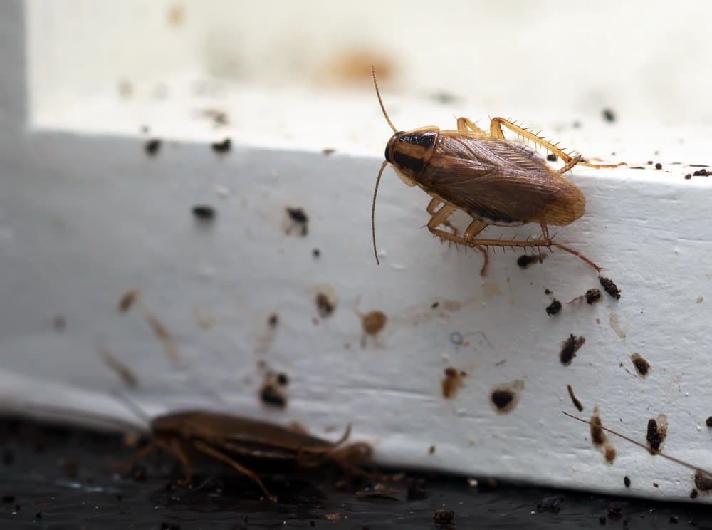 Do ultrasonic pest repellers work on roaches?