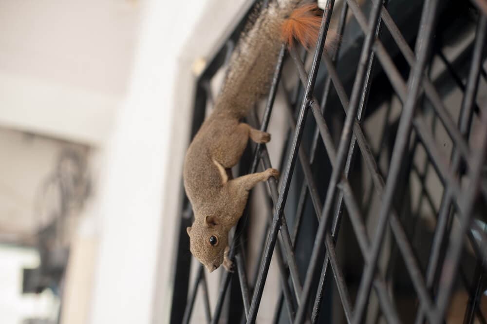 Do ultrasonic pest repellers work on squirrels