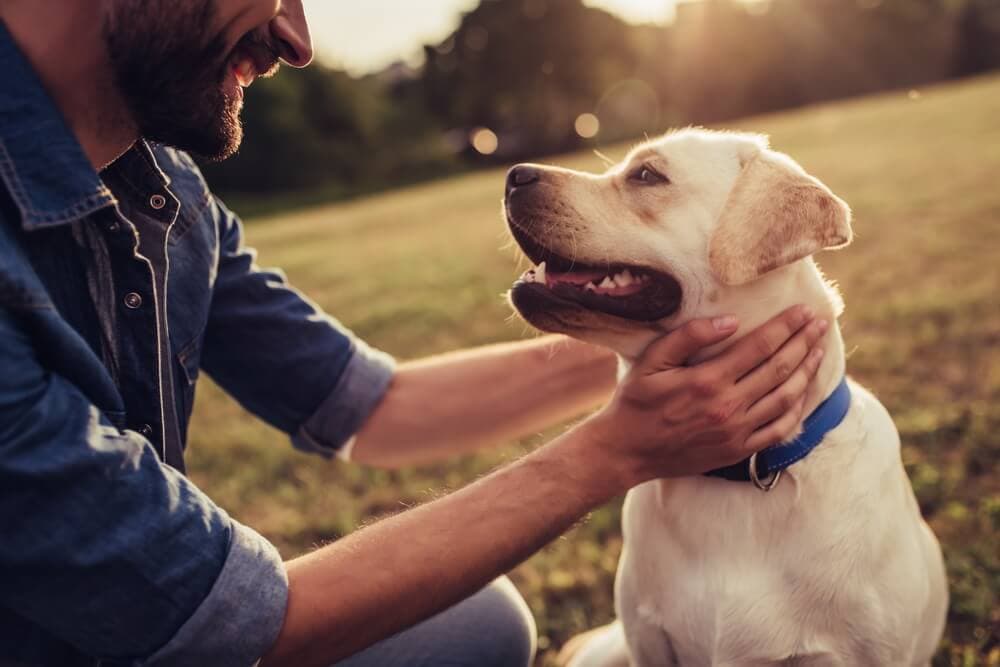 are ultrasonic pest repellers safe for dogs