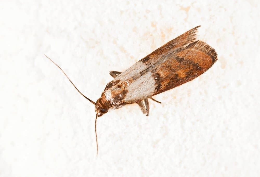 Do ultraviolet bug zapper work on pantry moths?