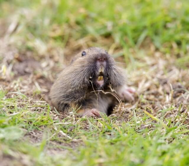 Do coffee grounds repel gophers