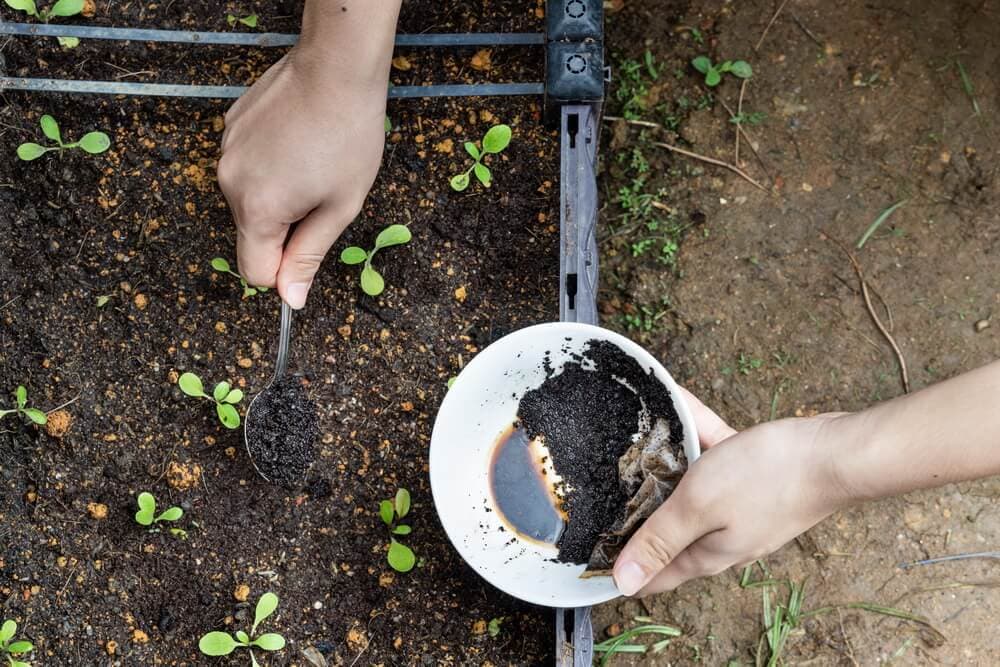 Do Coffee Grounds Repel Moles?