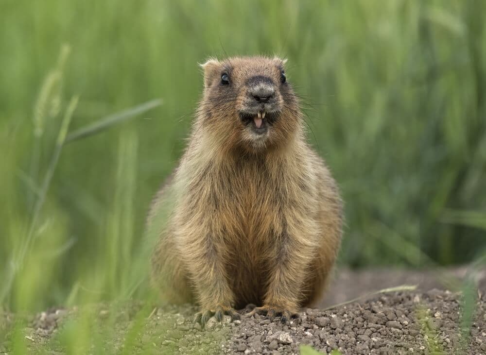 Do Mole and Gopher Sonic Spikes Work on Ground Hogs?