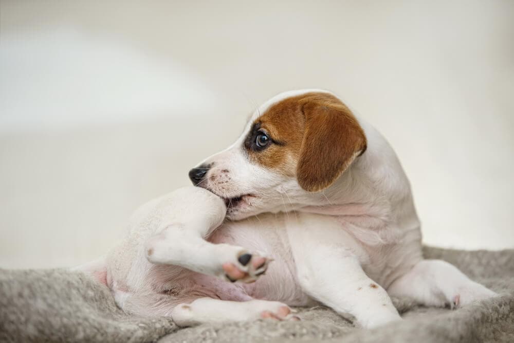 Do ultrasonic pest repellers work on fleas?