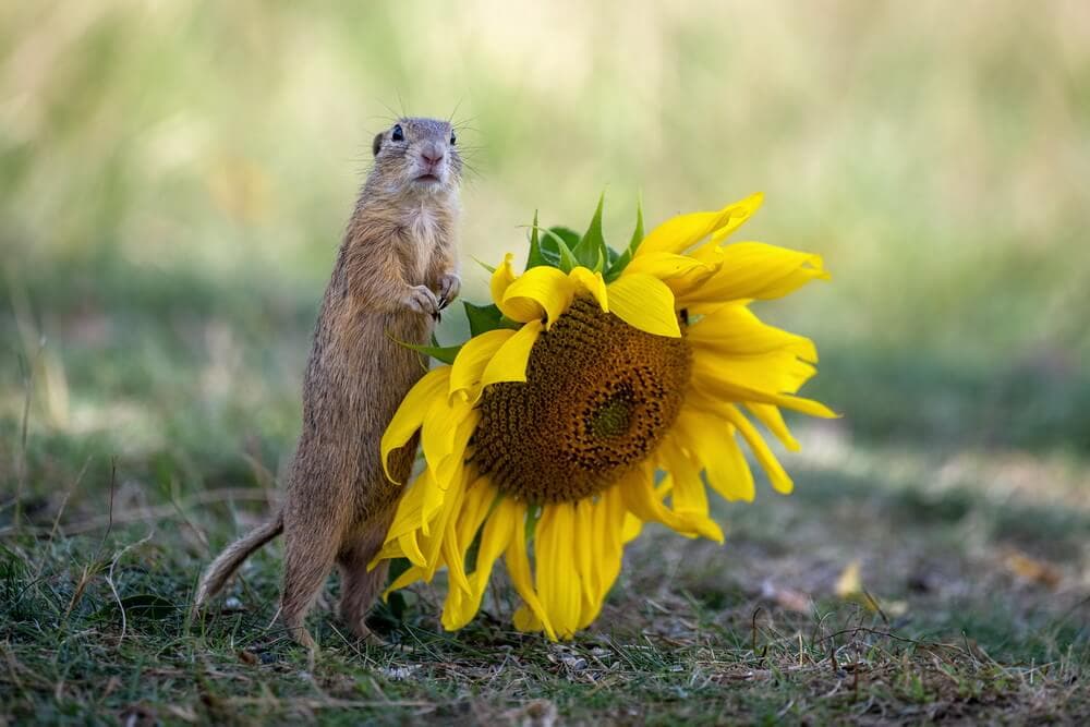What Noises Will Repel a Groundhog?