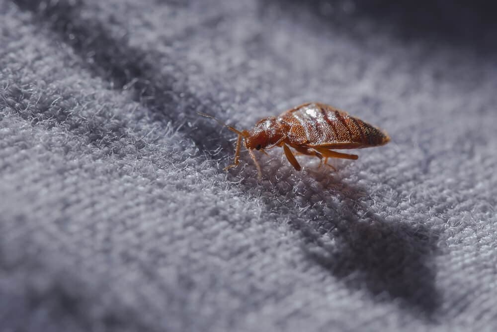 Do Ultrasonic Pest Repellers Work on Bed Bugs?