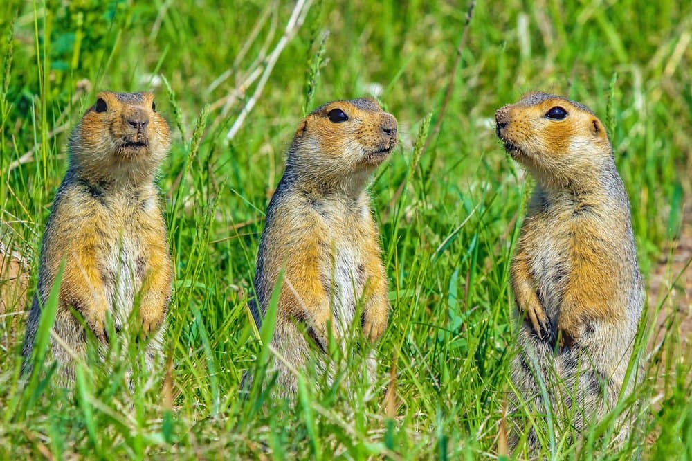 What Animals Does a Solar Mole Repeller Chase Away?