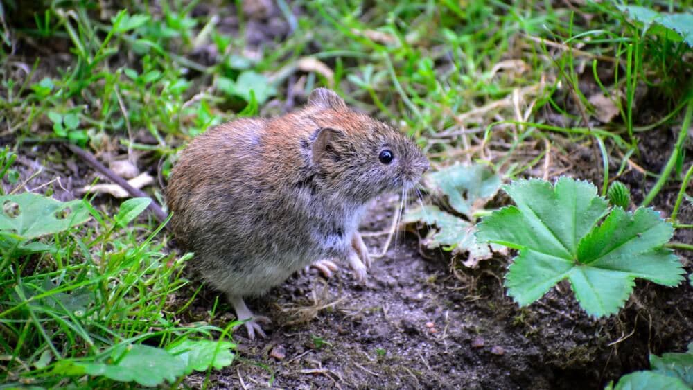 Are Voles Bad for Your Yard?