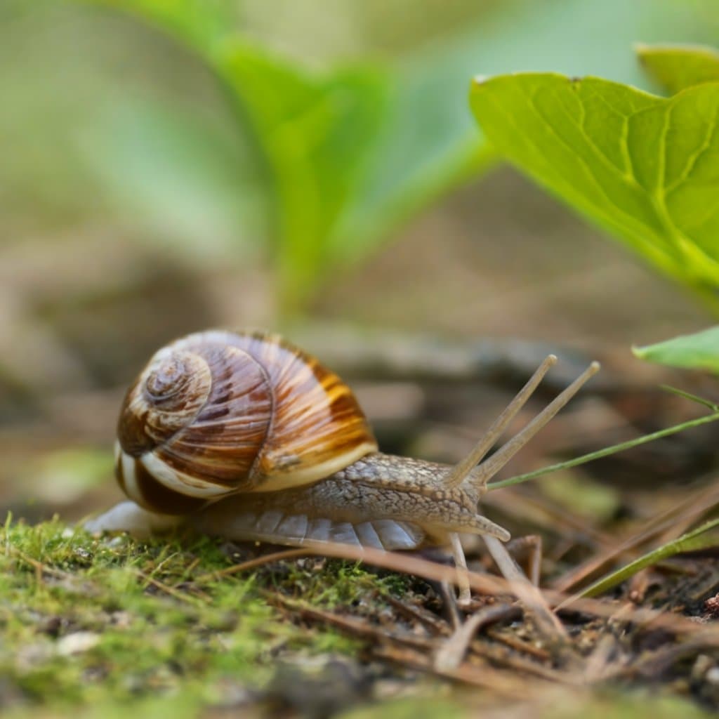 Exploring the Effectiveness of Sonic Repellents on Snails
