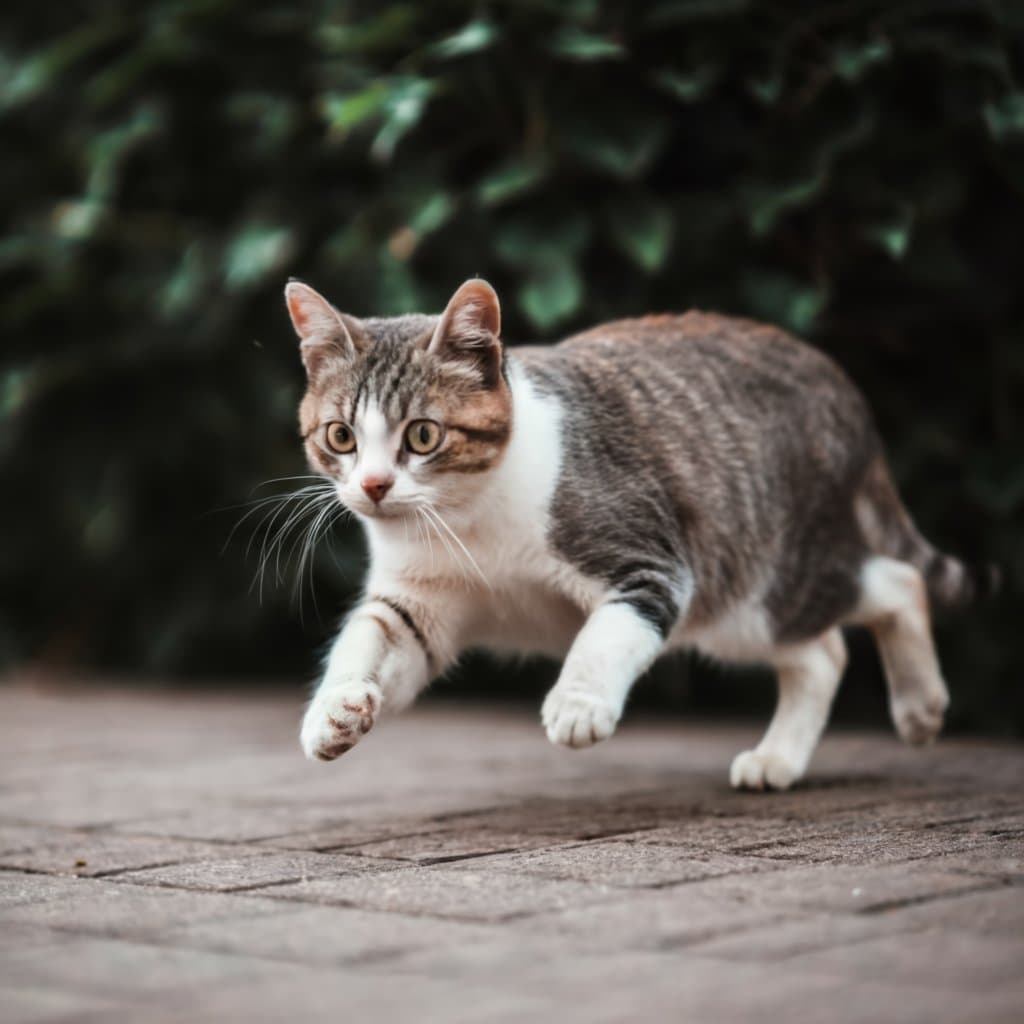 How to scare a cat away with sounds?