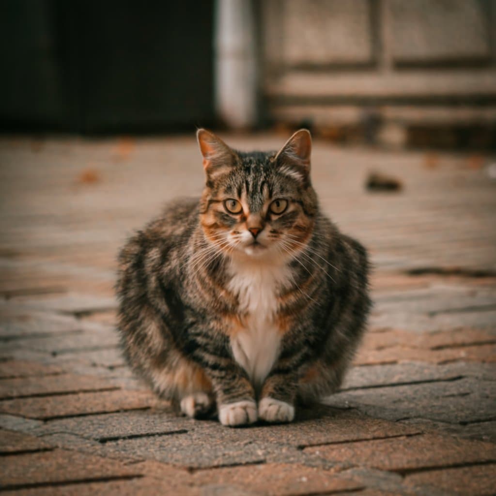 Do Cats Catch Moles?